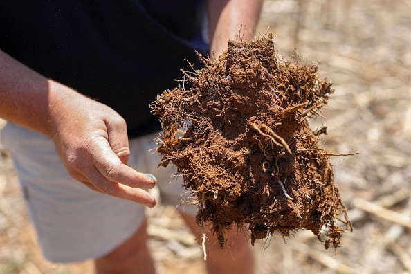 fungal growth on a slightly decomposed maize stalk