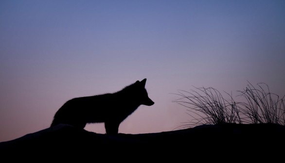 Silhouette of Wolf