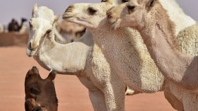 SAUDI-DESERT-CAMEL