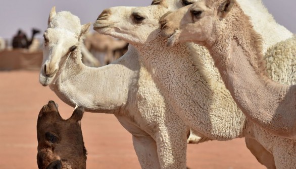 SAUDI-DESERT-CAMEL