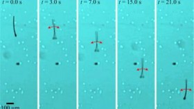 MagnetoSperm performs a flagellated swim using weak oscillating magnetic fields (one time use). 