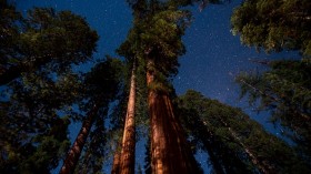 Sequoia trees 