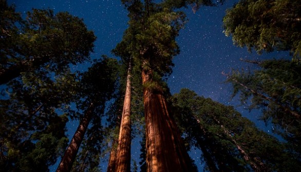 Sequoia trees 