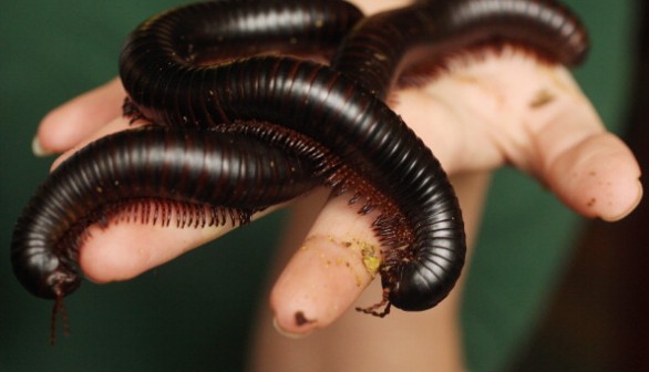 Millipede