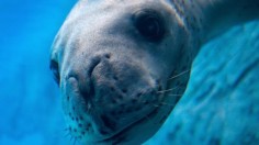 Leopard Seal