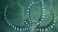 Mimic Octopus