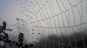 spider web