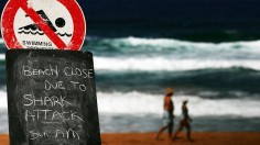 Sydney Beach Closed After Shark Attack