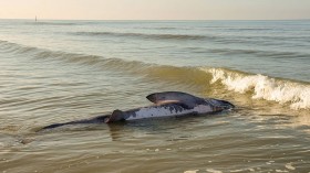 BELGIUM-ANIMAL-SHARK