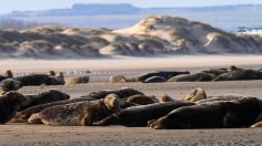 Seals