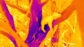 Thermal image of koala using a trunk as a heat sink.