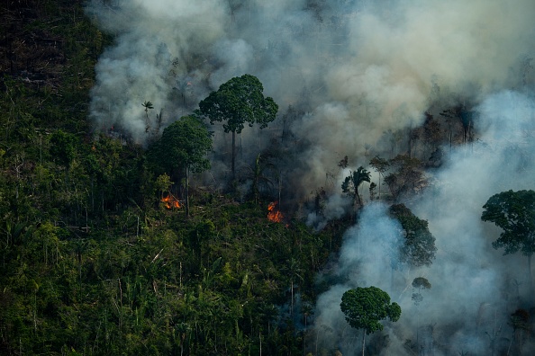 New Study: 17 Million Animals Lost Their Lives in Brazil's Devastating  Wildfires in 2020 | Nature World News