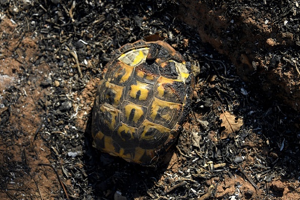 Burnt tortoise
