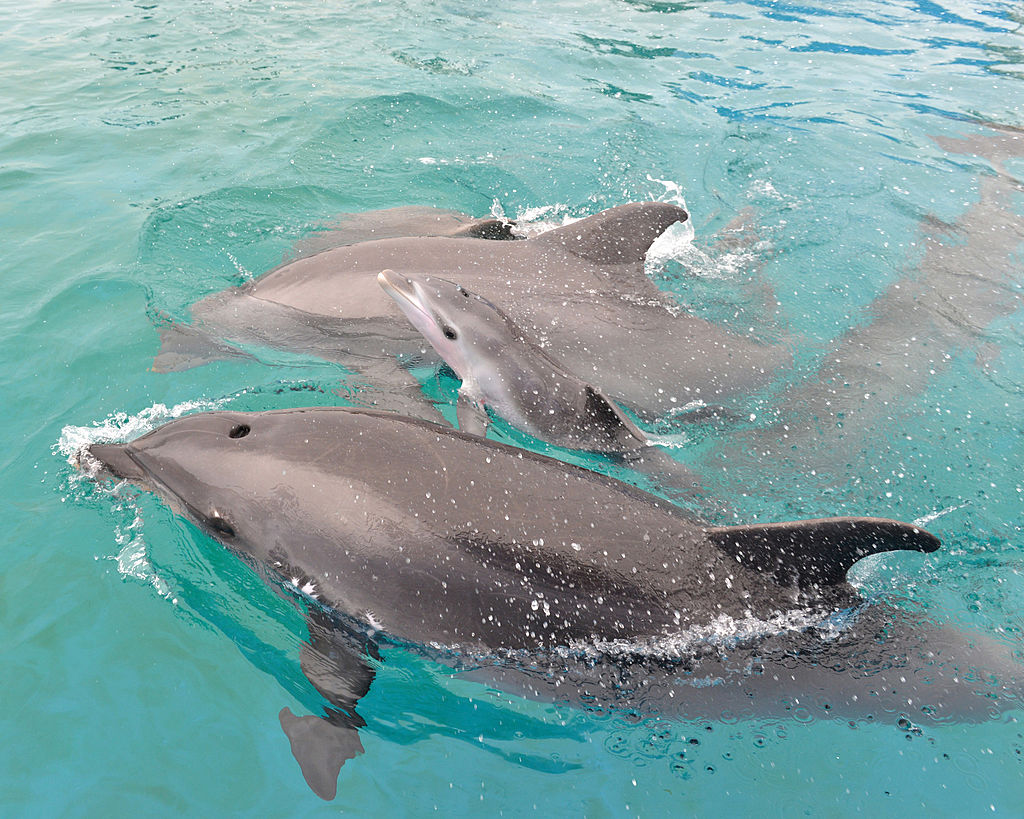 Dolphin whistled to her calf before birth – Times Herald Online