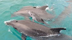 Dolphin Calf Born At SeaWorld San Diego