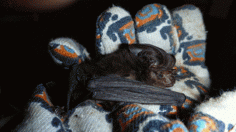 The only previously known specimens of the 'big-ear bat' were collected by an Italian scientist in 1890