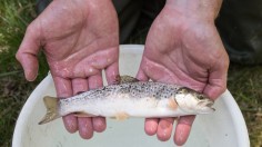 The Environment Agency Rescues Stranded Fish From The River Teme