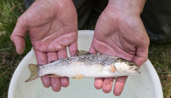 The Environment Agency Rescues Stranded Fish From The River Teme