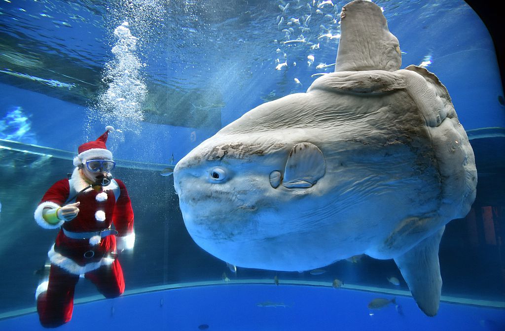 Scientists Shocked By Rare, Giant Sunfish Washed Up On California