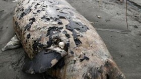 pygmy sperm whale