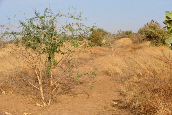 Acacia trees in Senegal's Louga region, part of the Great Green Wall (GGW)