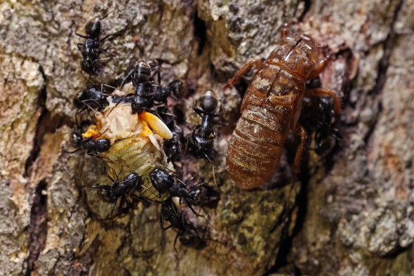 Brood X Cicadas emerge after 17 years underground