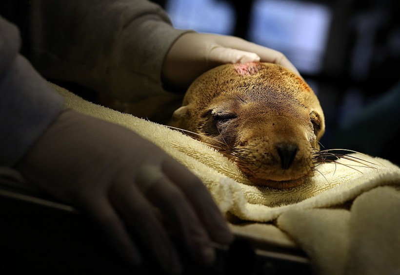 Starving Sea Lions Washing Up On California Beaches