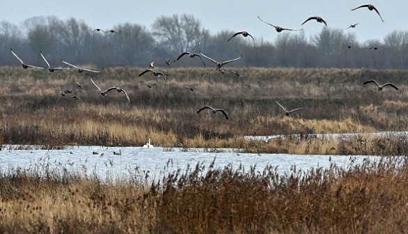 Greylag Geese in flight over the RSPB Ouse Fen Reserve in Willingham.