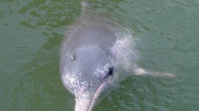 pink river dolphin