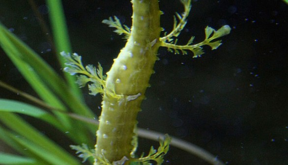 Sea Dragon 