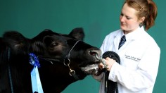 First Day Of The Royal Bath and West show