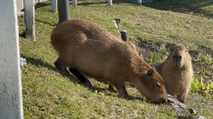 Capybara meat was used in an episode of 