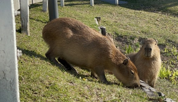 Capybara meat was used in an episode of 