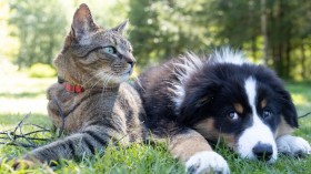 5 Reasons Pets Help Our Health