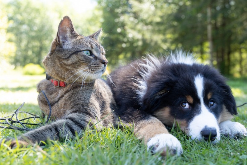 5 Reasons Pets Help Our Health