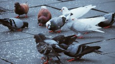 Pros and Cons for Using Birth Control for Pigeons
