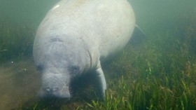 Conservationists Plant Sea Grasses In Effort To Save Florida Manatees