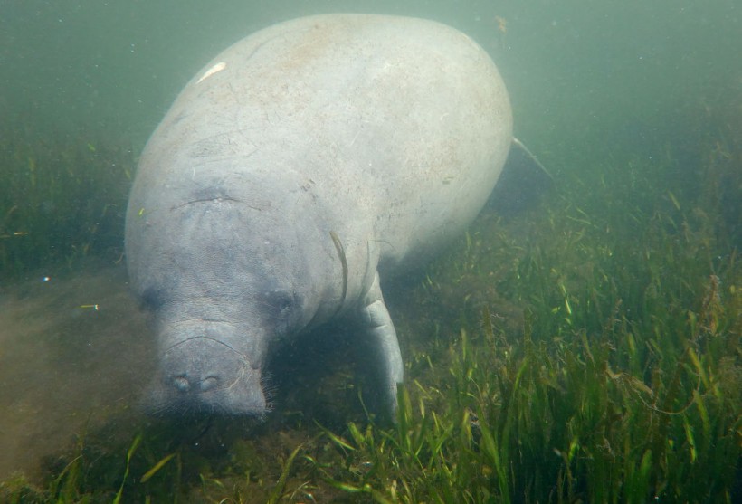 Conservationists Plant Sea Grasses In Effort To Save Florida Manatees