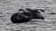 Humpback whale