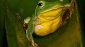 Taiwan tree frog 