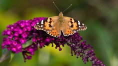 Unusually High Numbers of Painted Lady Butterflies Reported Across Europe