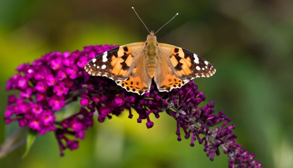 Unusually High Numbers of Painted Lady Butterflies Reported Across Europe