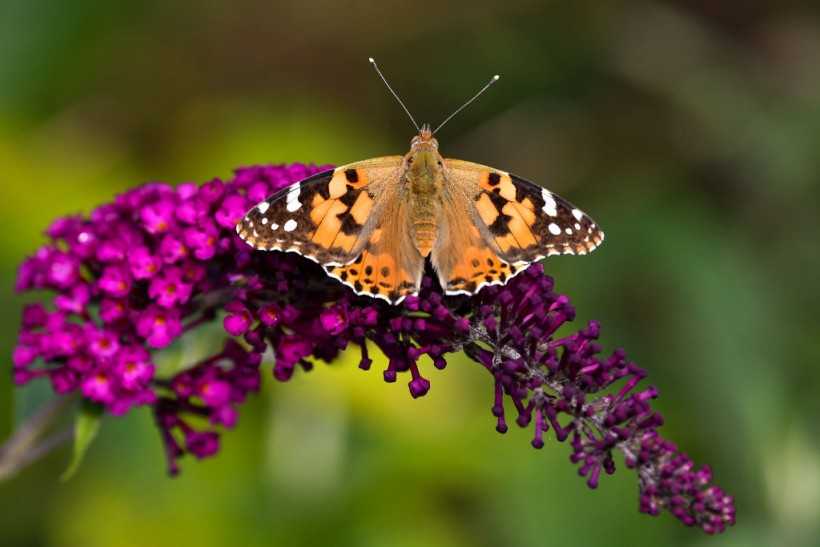 Unusually High Numbers of Painted Lady Butterflies Reported Across Europe
