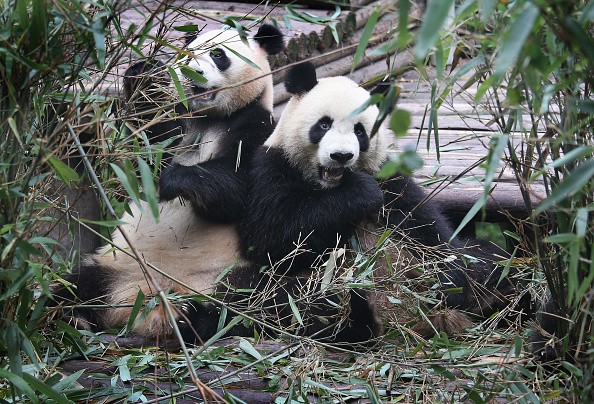 Giant Pandas eating bamboo