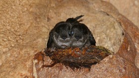 Mossy-nest Swiftlets