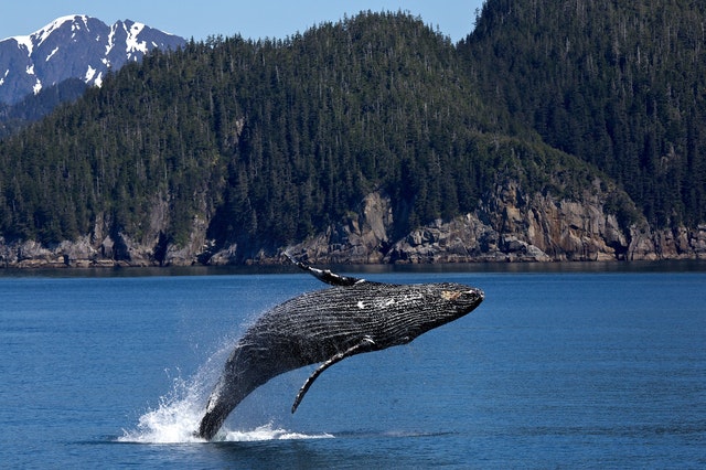 Scientists Reveal How Whales Escape Drowning When They Consume Food Underwater - Nature World News