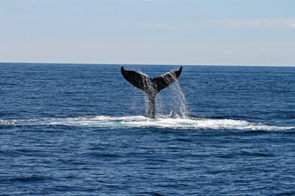 Tail of a whale