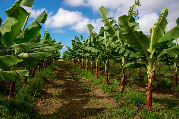 Banana plantation 