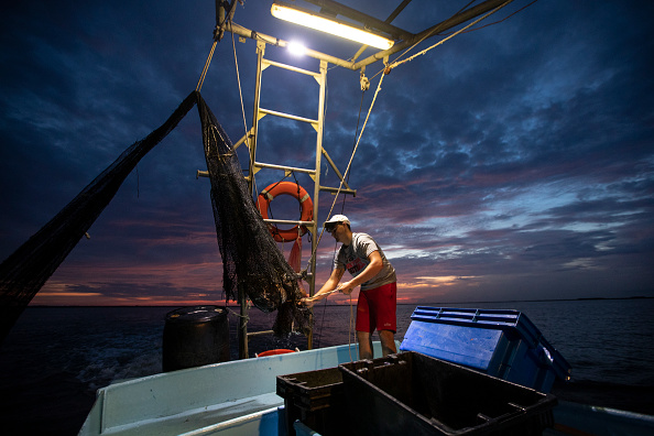 Researchers Discovered That Lighted Nets Reduce Accidental Bycatch of Marine Wildlife