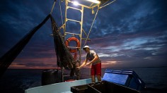 Shrimper emptying a net of shrimp and bycatch 